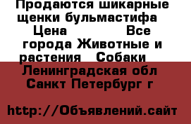 Продаются шикарные щенки бульмастифа › Цена ­ 45 000 - Все города Животные и растения » Собаки   . Ленинградская обл.,Санкт-Петербург г.